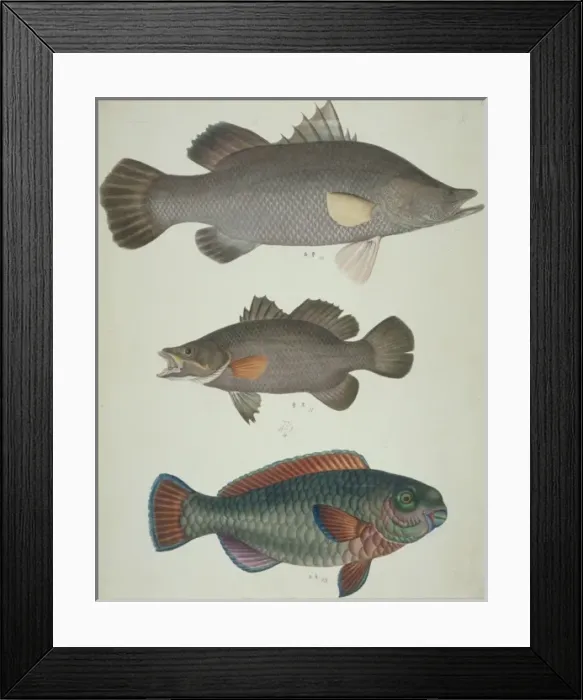 Framed Print : LS Plate 111 from the John Reeves Collection Framed Print : LS Plate 111 from the John Reeves Collection