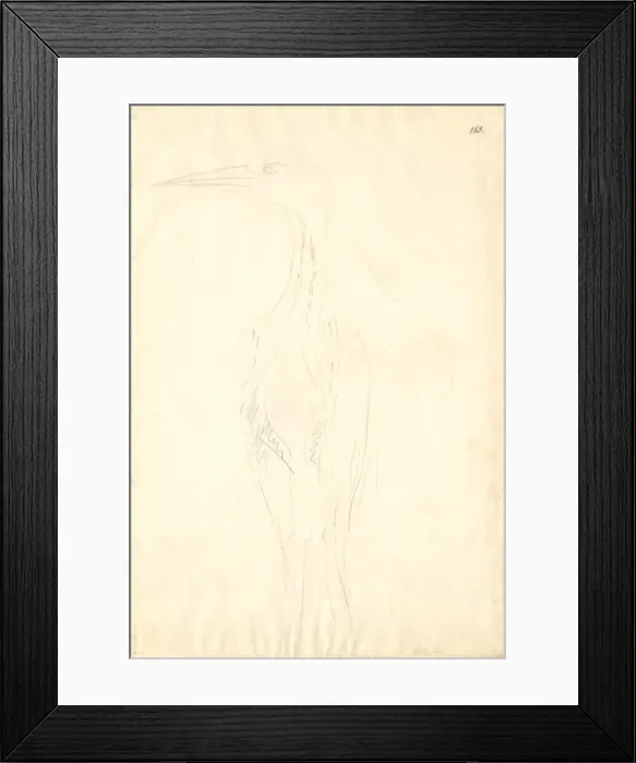 Framed Print : Ardea cinerea, grey heron Framed Print : Ardea cinerea, grey heron