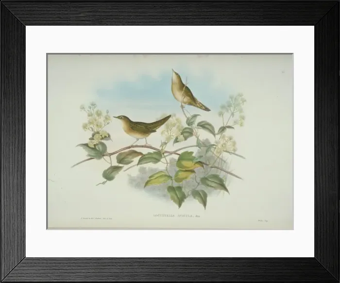 Framed Print : Locustella naevia, grasshopper warbler Framed Print : Locustella naevia, grasshopper warbler