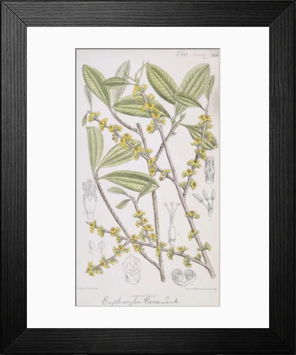 Framed Print : Erythroxylum coca, coca Framed Print : Erythroxylum coca, coca