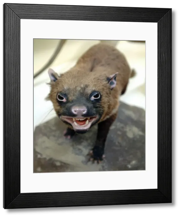 Framed Print : Sarcophilus laniarius, Tasmanian devil Framed Print : Sarcophilus laniarius, Tasmanian devil