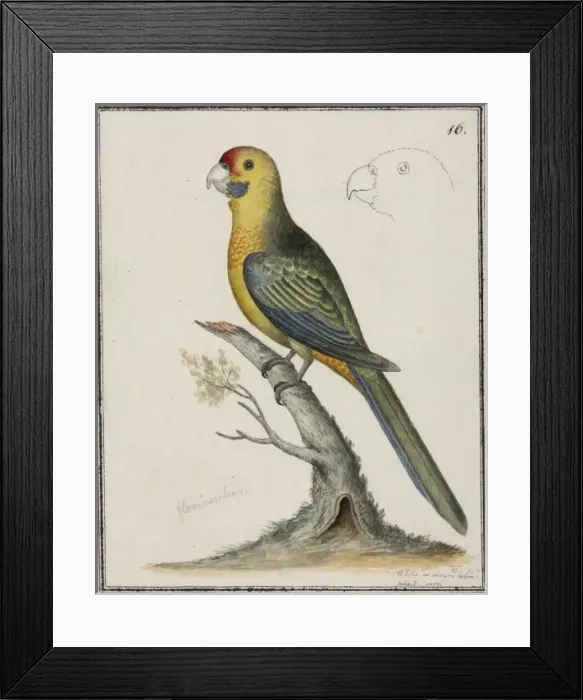 Framed Print : Platycercus caledonicus, green rosella Framed Print : Platycercus caledonicus, green rosella