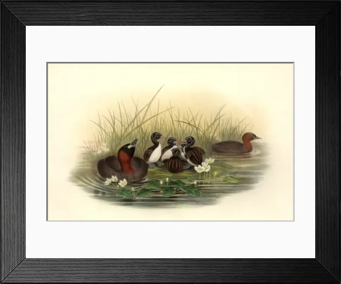 Framed Print : Tachybaptus ruficollis, little grebe Framed Print : Tachybaptus ruficollis, little grebe