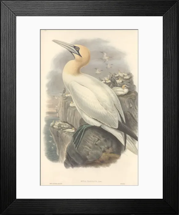 Framed Print : Morus bassanus, gannet Framed Print : Morus bassanus, gannet