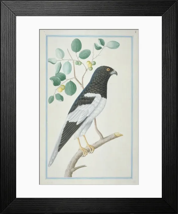 Framed Print : Circus melanoleucos, pied harrier Framed Print : Circus melanoleucos, pied harrier