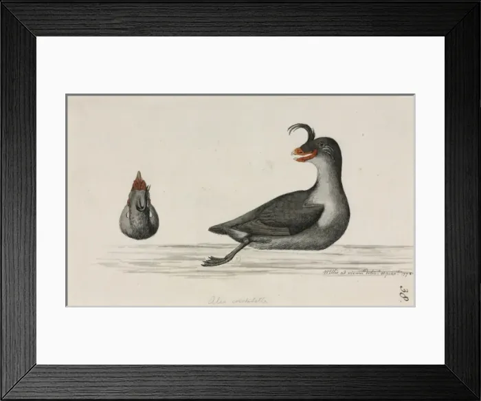 Framed Print : Aethia cristatella, crested auklet Framed Print : Aethia cristatella, crested auklet
