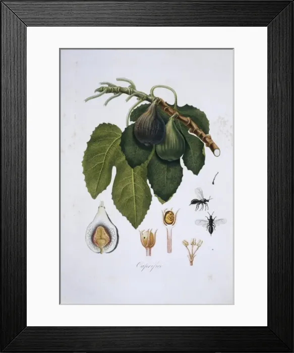 Framed Print : Ficus carica, fig tree Framed Print : Ficus carica, fig tree