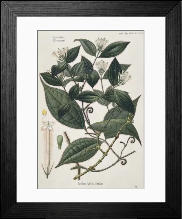 Framed Print : Strychnos toxifera, strychnos vine Framed Print : Strychnos toxifera, strychnos vine