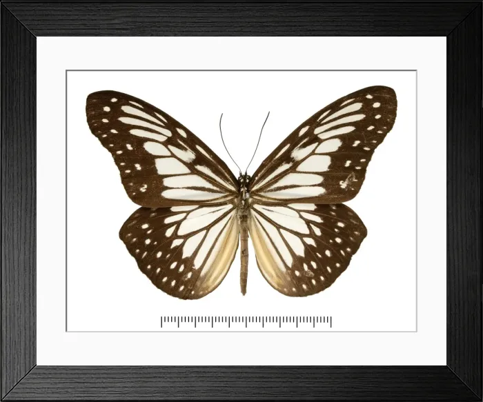 Framed Print : Ideopsis juventa tawaya Framed Print : Ideopsis juventa tawaya