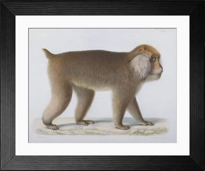 Framed Print : Macaca thibetana, Pcre Davids macaque Framed Print : Macaca thibetana, Pcre Davids macaque