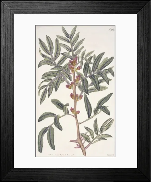 Framed Print : Pistacia lentiscus, evergreen pistache Framed Print : Pistacia lentiscus, evergreen pistache