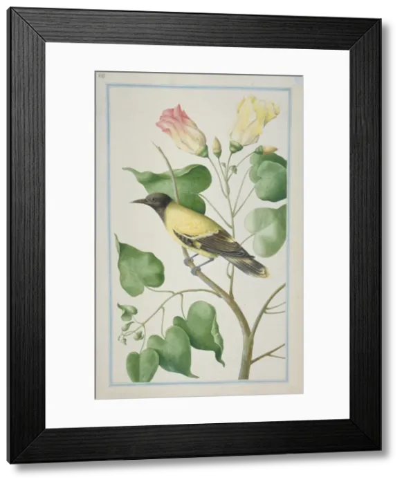 Framed Print : Oriolus sp. oriole Framed Print : Oriolus sp. oriole