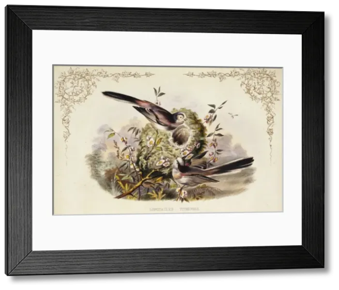 Framed Print : Aegithalos caudatus, long-tailed tit Framed Print : Aegithalos caudatus, long-tailed tit