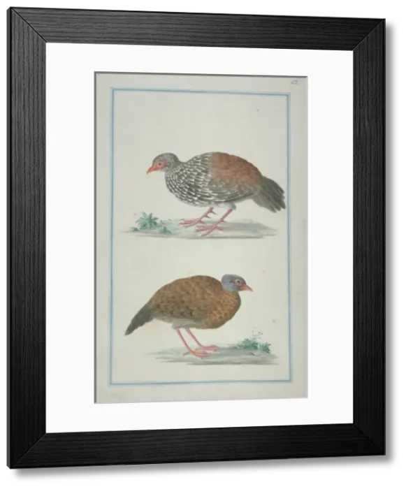 Framed Print : Galloperdix bicalcarata, Ceylon spurfowl Framed Print : Galloperdix bicalcarata, Ceylon spurfowl