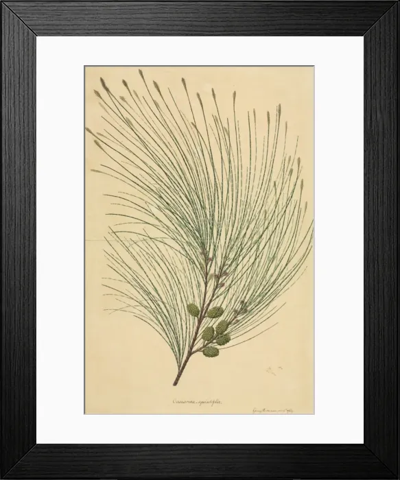 Framed Print : Casuarina equisetifolia, beach sheoak Framed Print : Casuarina equisetifolia, beach sheoak
