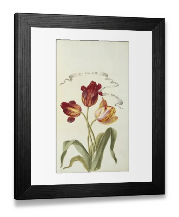 Framed Print : Louis D Or and Aurora, tulips Framed Print : Louis D Or and Aurora, tulips