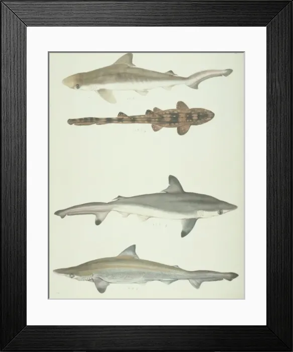 Framed Print : LS Plate 180 from the John Reeves Collection Framed Print : LS Plate 180 from the John Reeves Collection