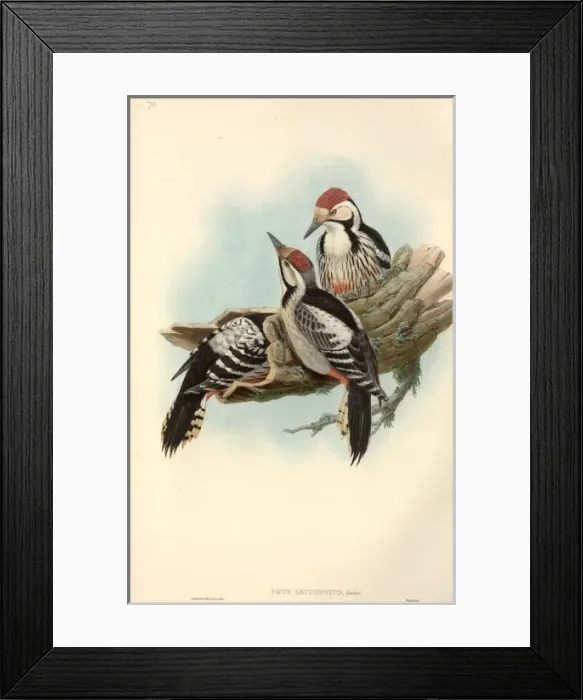 Framed Print : Dendrocopos leucotos, white-backed woodpecker Framed Print : Dendrocopos leucotos, white-backed woodpecker