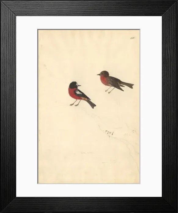 Framed Print : Turdus poliocephalus, island thrush Framed Print : Turdus poliocephalus, island thrush