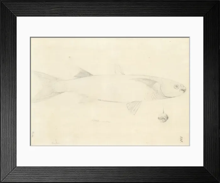Framed Print : Crenimugil crenilabis, fringelip mullet Framed Print : Crenimugil crenilabis, fringelip mullet