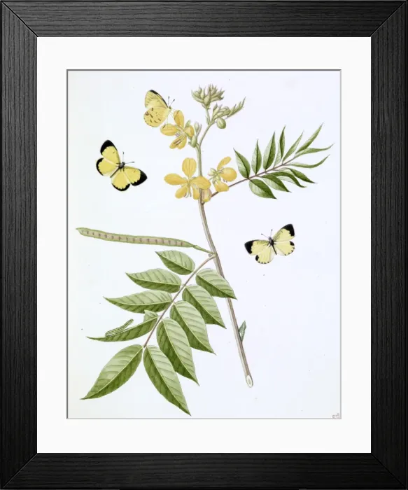 Framed Print : Papilio, little yellow butterfly Framed Print : Papilio, little yellow butterfly