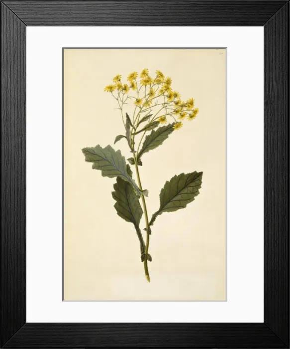 Framed Print : Senecio rufiglandulosus Framed Print : Senecio rufiglandulosus