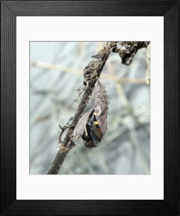 Framed Print : Inachis io, peacock butterfly, emerging from its pupa Framed Print : Inachis io, peacock butterfly, emerging from its pupa
