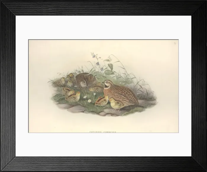 Framed Print : Coturnix coturnix, common quail Framed Print : Coturnix coturnix, common quail