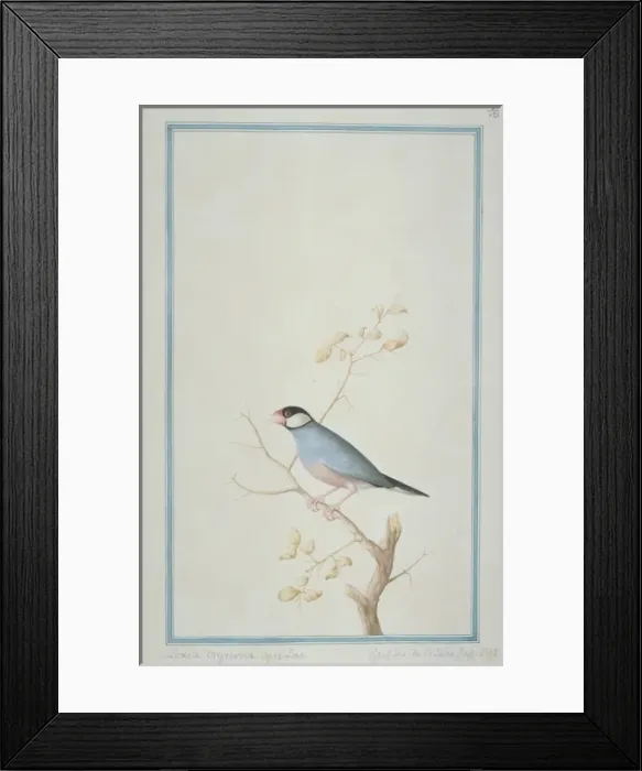 Framed Print : Lonchura sp. munia Framed Print : Lonchura sp. munia