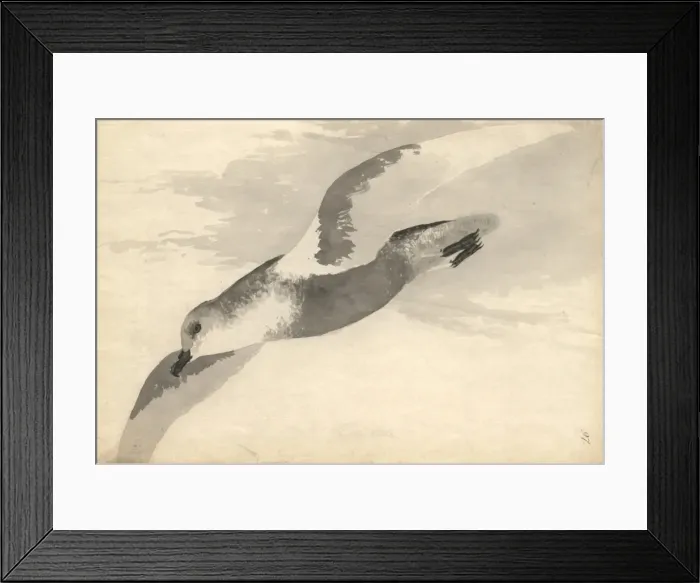 Framed Print : Pterodroma inexpectata, mottled petrel Framed Print : Pterodroma inexpectata, mottled petrel