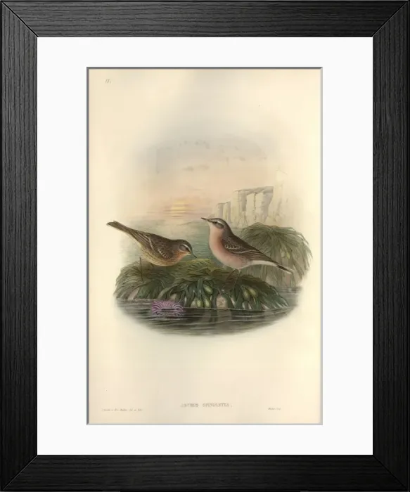 Framed Print : Anthus spinoletta, water pipit Framed Print : Anthus spinoletta, water pipit