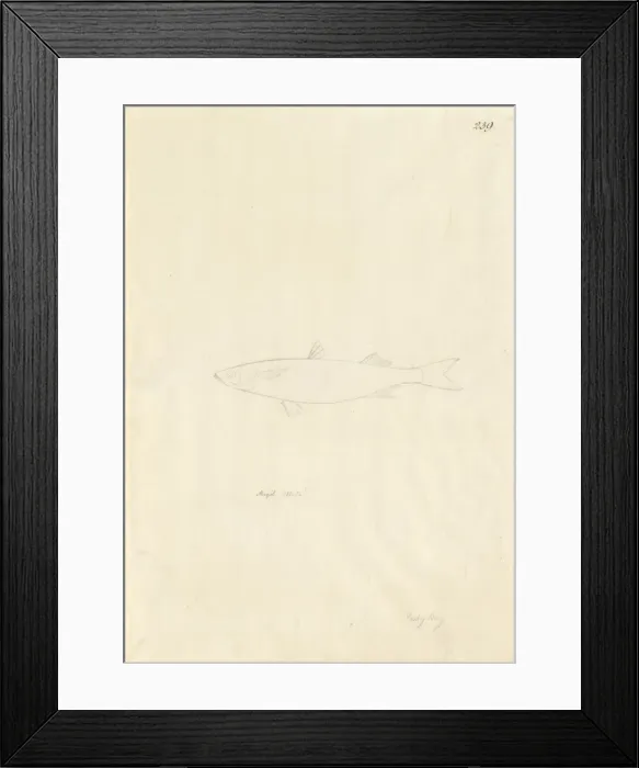 Framed Print : Aldrichetta forsteri, yellow-eyed mullet Framed Print : Aldrichetta forsteri, yellow-eyed mullet