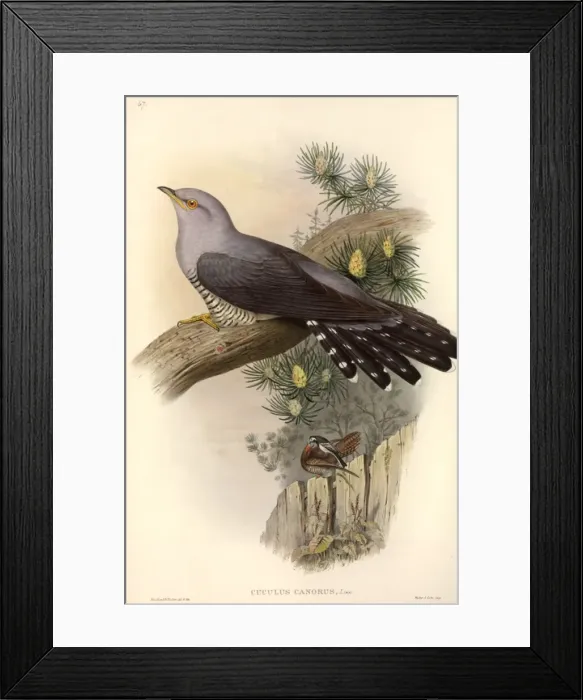 Framed Print : Cuculus canorus, common cuckoo Framed Print : Cuculus canorus, common cuckoo