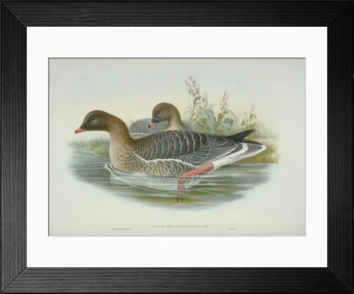 Framed Print : Anser brachyrhynchus, pink-footed goose Framed Print : Anser brachyrhynchus, pink-footed goose