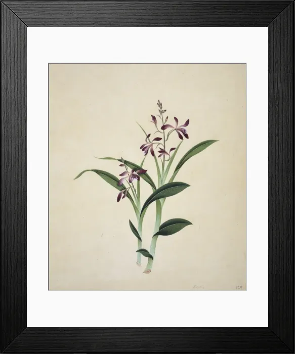 Framed Print : Flower Illustration from the Reeves Collection Framed Print : Flower Illustration from the Reeves Collection