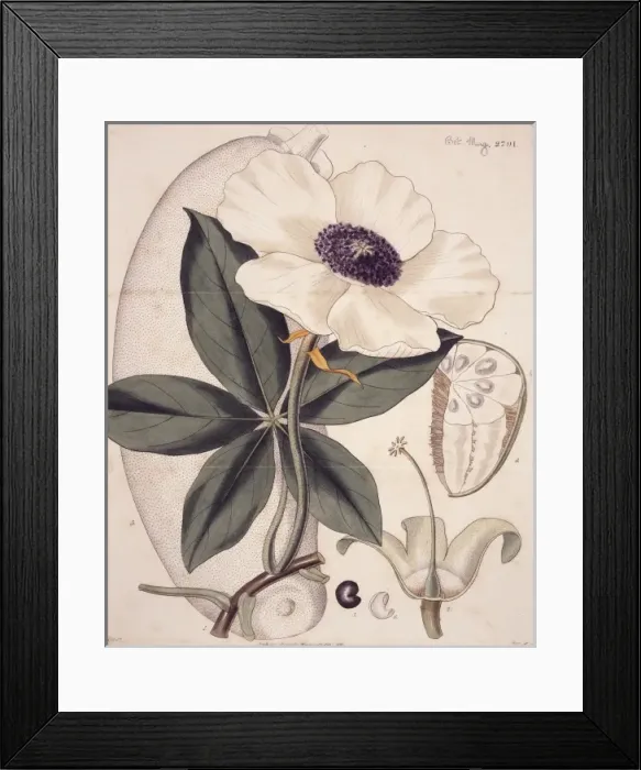 Framed Print : Adansonia, baobab tree Framed Print : Adansonia, baobab tree