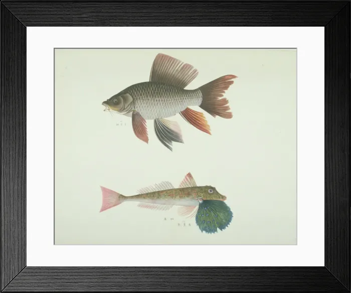 Framed Print : LS Plate 166 from the John Reeves Collection Framed Print : LS Plate 166 from the John Reeves Collection