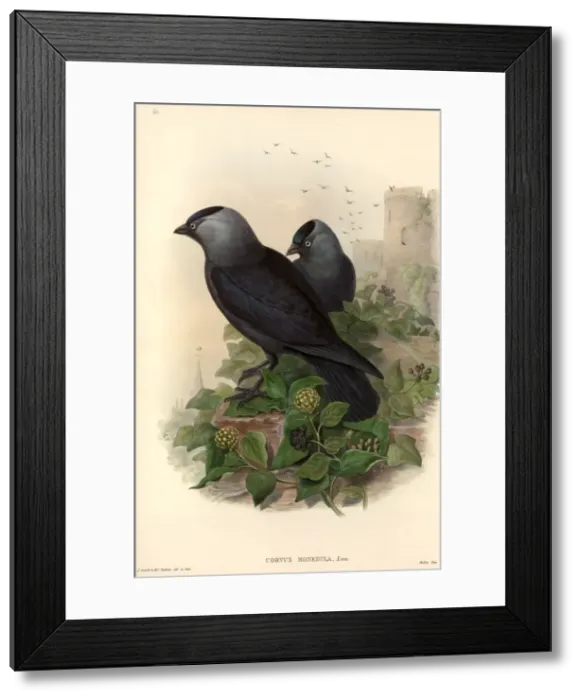 Framed Print : Corvus monedula, Eurasian jackdaw Framed Print : Corvus monedula, Eurasian jackdaw