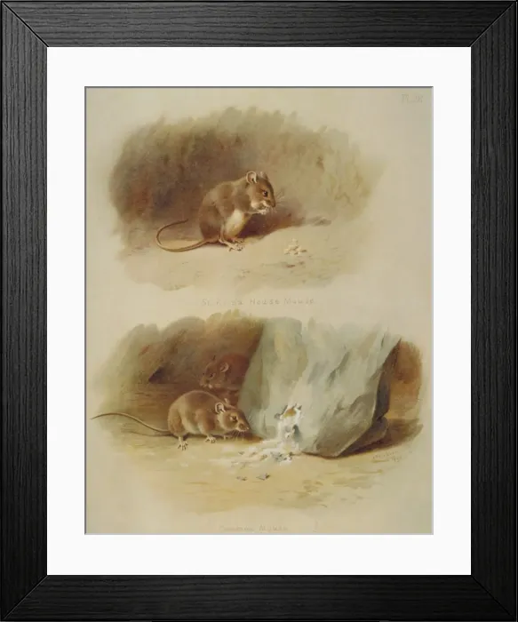 Framed Print : Mus musculus, house mouse and Mus muralis, St. Kilda house m Framed Print : Mus musculus, house mouse and Mus muralis, St. Kilda house m