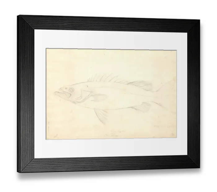 Framed Print : Polyprion oxygeneios, hapuka Framed Print : Polyprion oxygeneios, hapuka