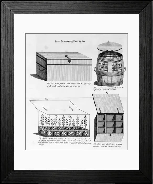 Framed Print : Boxes for conveying plants by sea Framed Print : Boxes for conveying plants by sea