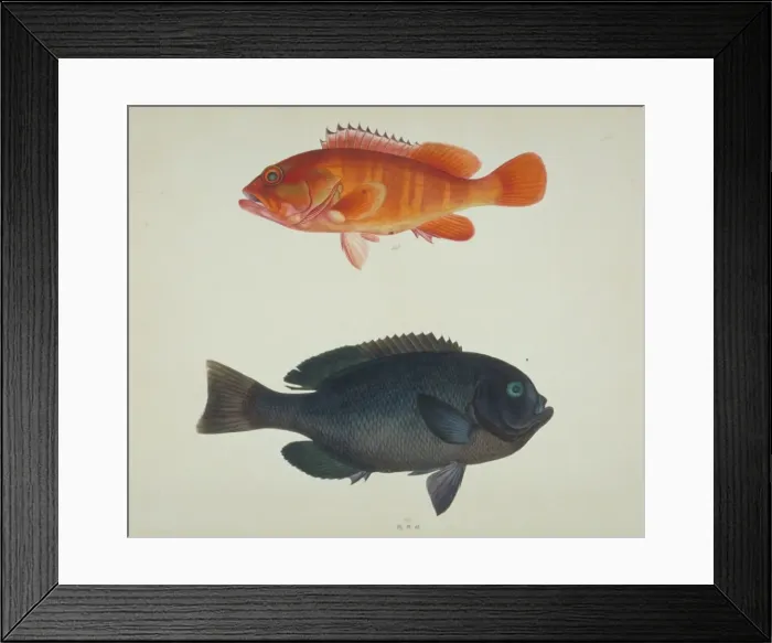 Framed Print : LS Plate 121 from the John Reeves Collection Framed Print : LS Plate 121 from the John Reeves Collection