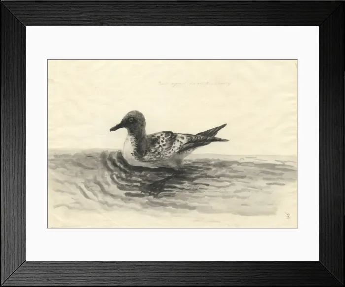 Framed Print : Daption capense, Cape petrel Framed Print : Daption capense, Cape petrel