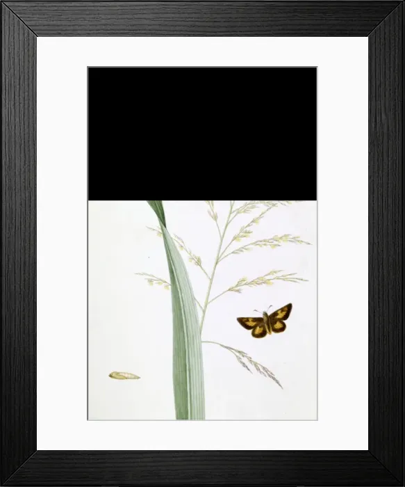 Framed Print : Poanes, broad grafs skipper butterfly Framed Print : Poanes, broad grafs skipper butterfly