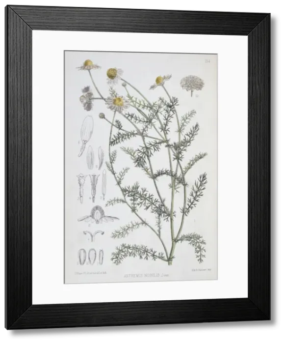 Framed Print : Dalbergia latifolia, Indian rosewood Framed Print : Dalbergia latifolia, Indian rosewood