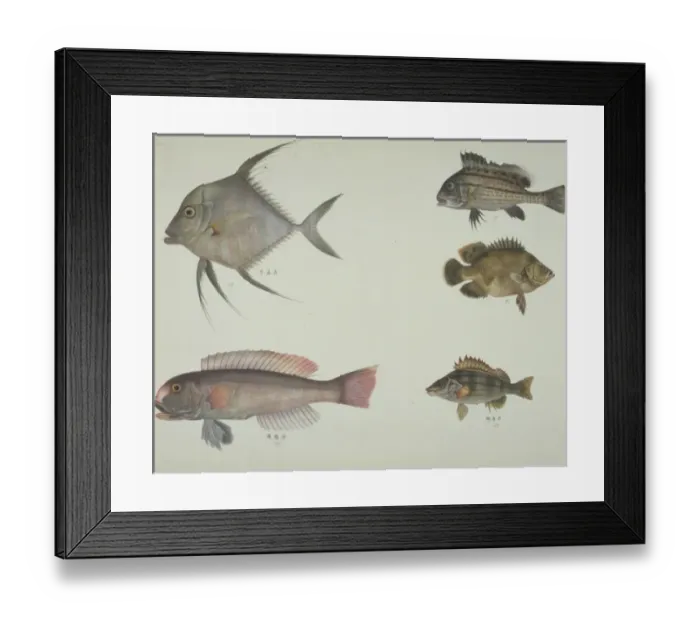 Framed Print : LS Plate 114 from the John Reeves Collection Framed Print : LS Plate 114 from the John Reeves Collection