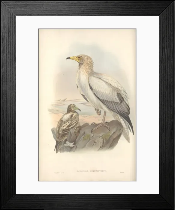 Framed Print : Neophron percnopterus, Egyptian vulture Framed Print : Neophron percnopterus, Egyptian vulture