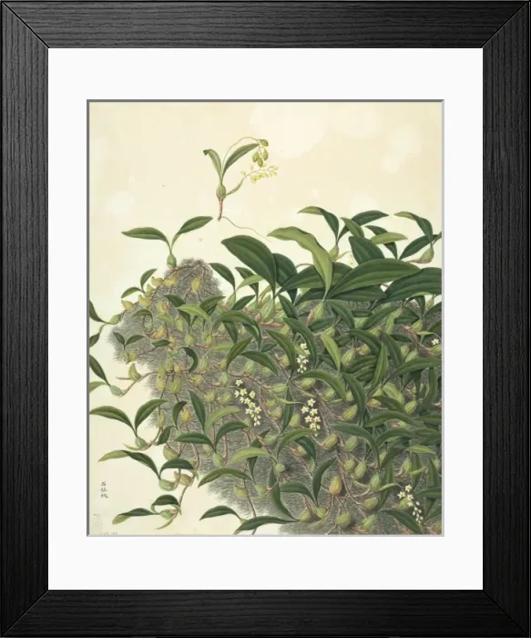 Framed Print : Coelogyne fimbricata, orchid Framed Print : Coelogyne fimbricata, orchid