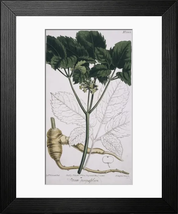 Framed Print : Panax quinquefolium, ginseng Framed Print : Panax quinquefolium, ginseng