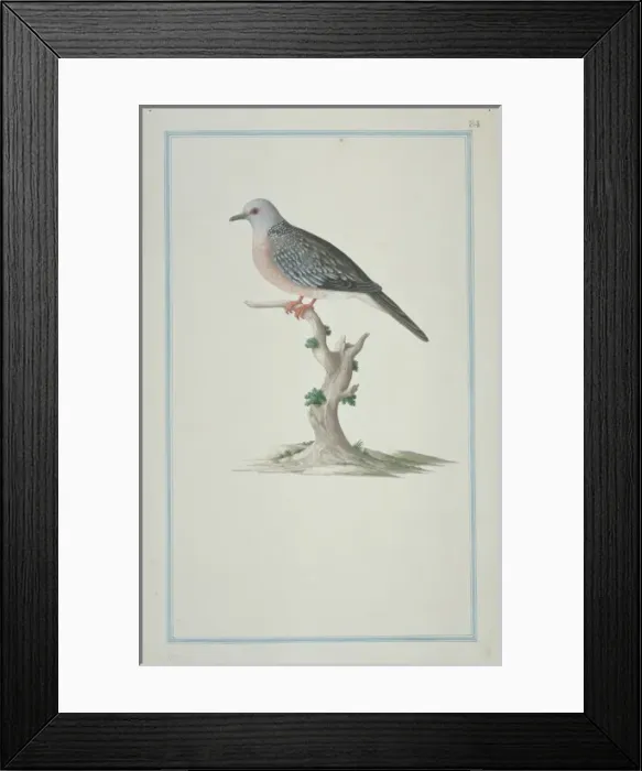Framed Print : Streptopelia chinensis suratensis, spotted-necked dove Framed Print : Streptopelia chinensis suratensis, spotted-necked dove